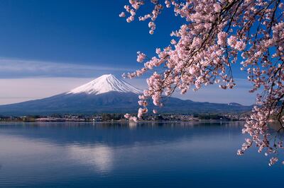 28 Apr 2012, Fuji-Hakone-Izu National Park, Japan --- Cherry blossoms and Mt Fuji --- Image by © amanaimages/Corbis *** Local Caption ***  ut19mr-wtgw-japan01.jpg