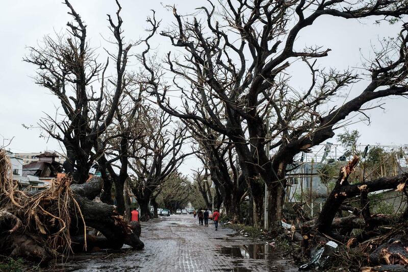 Trees aree damaged by strong cyclone that hit Beira, Mozambique. AFP