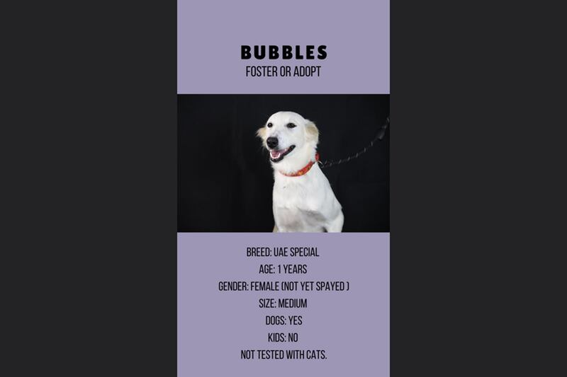 Bubbles, 1, female.