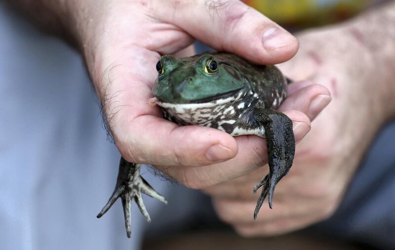 DUBAI ,  UNITED ARAB EMIRATES , May 14 – 2019 :- Dr. Piotr Jaworski , Senior Vet showing the Bull Frog at the Advanced Pet Care Clinic on Al Wasl road in Dubai. This Bull Frog is eating dead rats. ( Pawan Singh / The National ) For News/online/big picture/instagram. Story by Nick Webster