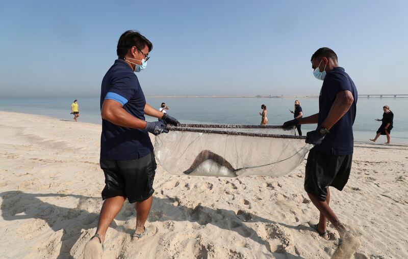 A stingray is carried to the Arabian Gulf waters as part of a conservation project in Dubai. AP
