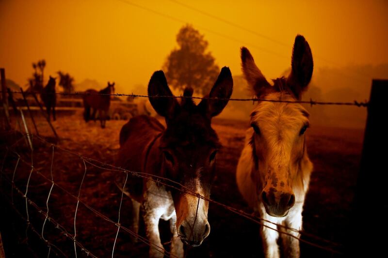Animals are seen in Cobargo, as bushfires continue in New South Wales, Australia. Reuters