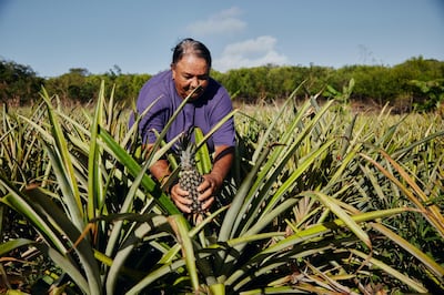 Pineapple farming will be just one part of the conservation activities that participants in the Airbnb Bahamas Sabbatical will learn. Courtesy Airbnb