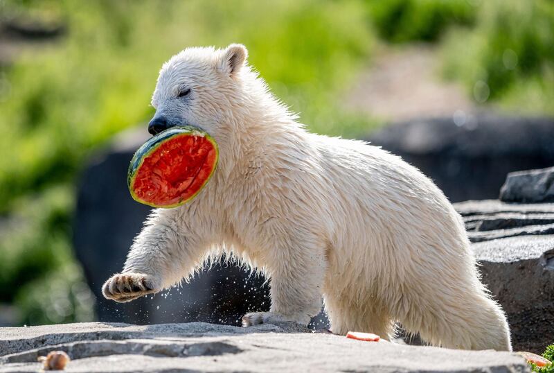 The little polar bear Nana eats a watermelon at the zoo in Hannover, Germany. dpa via AP
