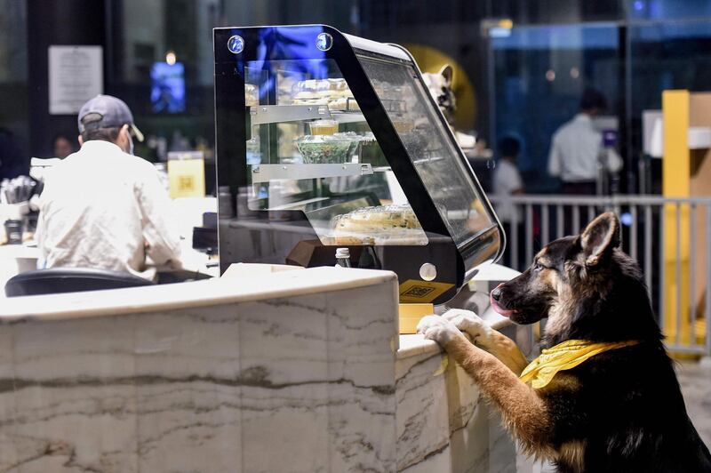 A German shepherd leaps to look at snacks along a counter at the Barking Lot cafe in Khobar, Saudi Arabia. AFP