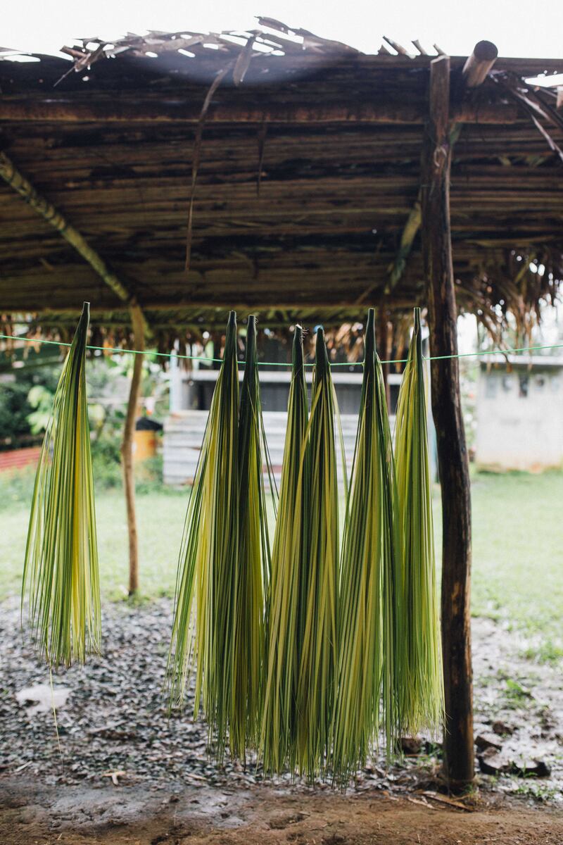 Sturdy wagara leaves are used in the traditional thatched roofs and wooden homes. Photo: TINTA