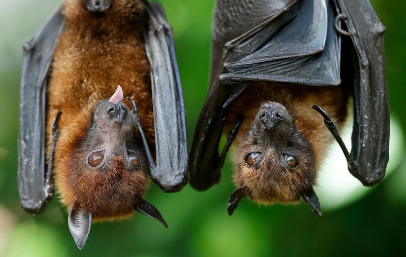 Flying foxes hang in their enclosure at the Wilhelma zoological-botanical garden, in Stuttgart, Germany.  EPA