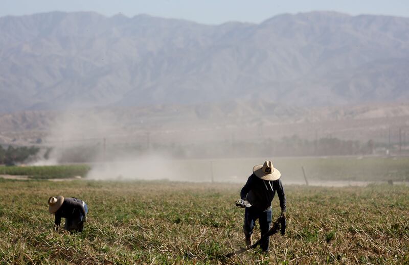 Farm workers in a field in California. More than 97 per cent of the state of California's land area is in severe drought status, with nearly 60 per cent in extreme drought. AFP