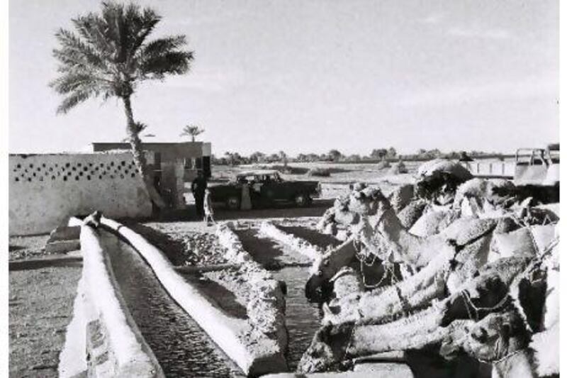 A falaj canal near Al Ain, from the early 1970s, around the time that tap water was introduced to the area.