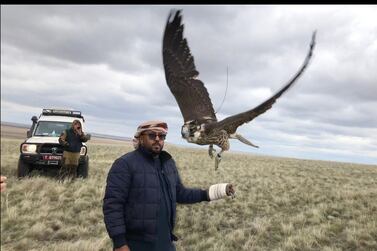Almost 70 wild falcons are released in Kazakhstan. Courtesy Environment Agency - Abu Dhabi