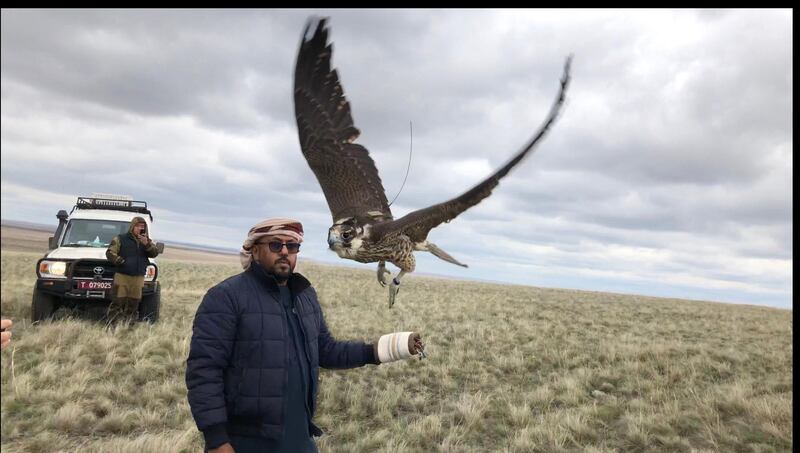 Almost 70 wild falcons are released in Kazakhstan. Courtesy Environment Agency - Abu Dhabi