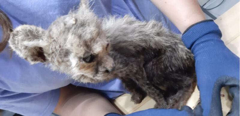 One of the cheetah cubs recovered from smugglers off the coast of Somaliland. Conservations believe the 12 animals were destined from the black market in the Arbian Peninsular. Photo: CCF