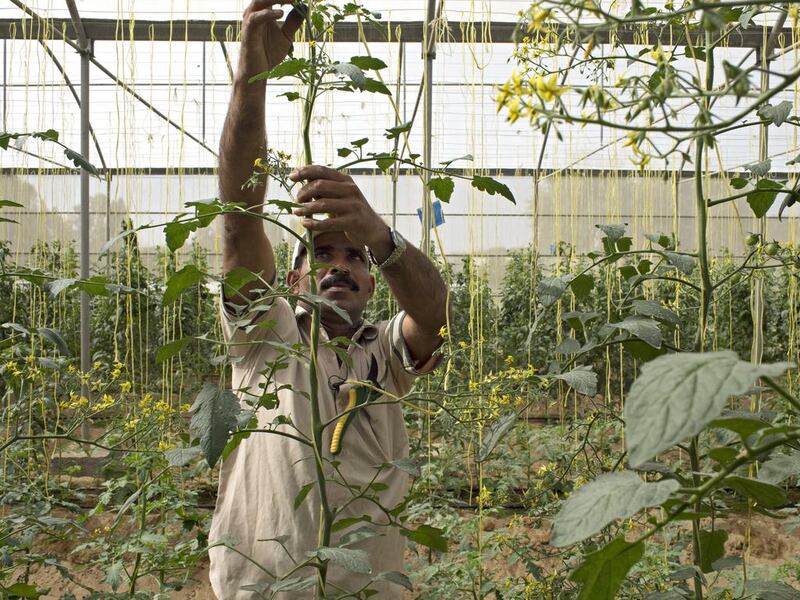 A worker tends to tomato plants in one of the greenhouses. Jeff Topping for The National