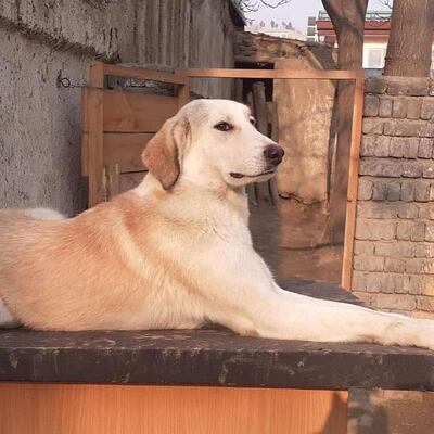 Dogs at Kabul Small Animal Rescue. Courtesy Kabul Small Animal Rescue