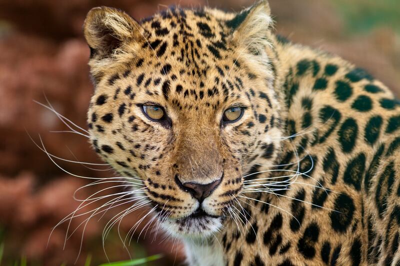 Amur leopard. Alamy