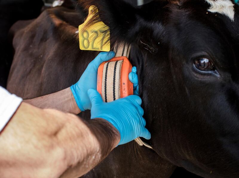 In this March 28, 2018, photo provided by Google, a person adjusts a cow's IDA, or â€œThe Intelligent Dairy Farmerâ€™s Assistant,â€ device, created by Connecterra, at Seven Oaks Dairy in Waynesboro, Ga. It uses a motion-sensing device attached to a cowâ€™s neck to transmit its movements to a program driven by artificial intelligence. (Ben Sellon/Google via AP)