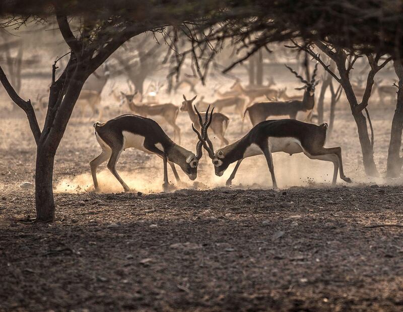 The island is home to more than 11,000 animals, including gazelles, Arabian oryx, giraffes, cheetahs and ostriches.