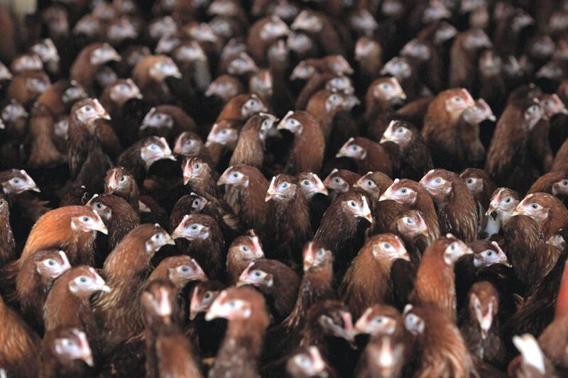 STRADBROKE, UNITED KINGDOM - NOVEMBER 14: Chickens roost indoors on a Suffolk Farm on November 14, 2007 in Stradbroke, England. A confirmed outbreak of the H5N1 strain of bird flu has been found on the Redgrave Park Farm in Redgrave, near Diss in Suffolk. A 3km protection zone and a 10km surveillance zone has been established around the infected premises. Following further tests, DEFRA has announced at a press conference that this particular virus does contain the highly infectious H5N1 substrain of Aviation Influenza (the fourth outbreak H5N1 in the UK this year), which in rare cases can spread to other species, including humans.  (Photo by Jamie McDonald/Getty Images)