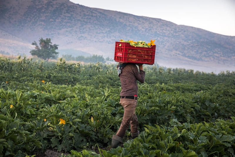 A Lebanese farm worker with a basket of courgettes. Getty
