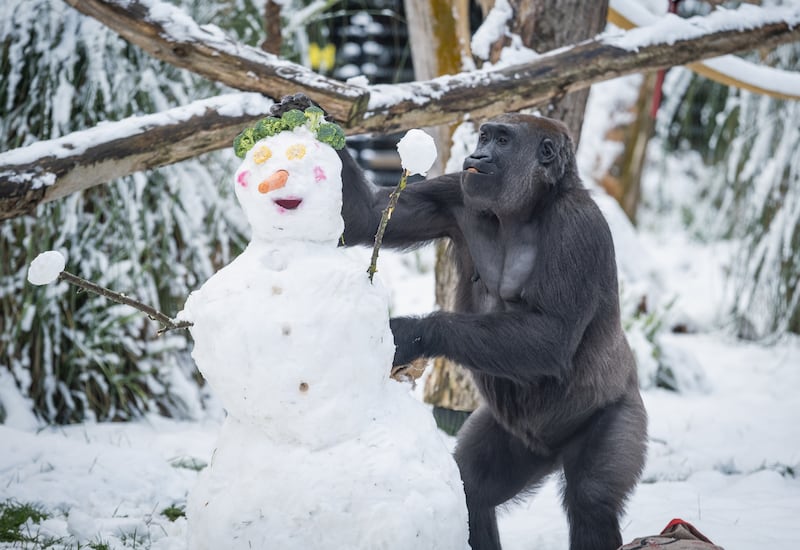 Mjukuu the gorilla snacks on a snowman's broccoli hair at London Zoo. PA