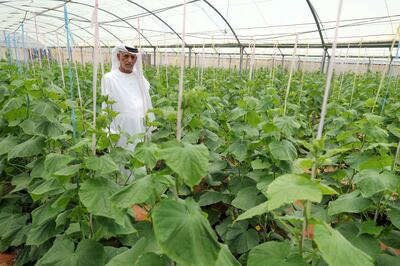 Fujairah, United Arab Emirates - June 23rd, 2018: Rashid Obaid, an Emirati farm owner with his cucumbers. Low revenue and high costs due to lack of water prevent many farmers from growing fruits and vegetables. Saturday, June 23rd, 2018 in Al Bithnah, Fujairah. Chris Whiteoak / The National