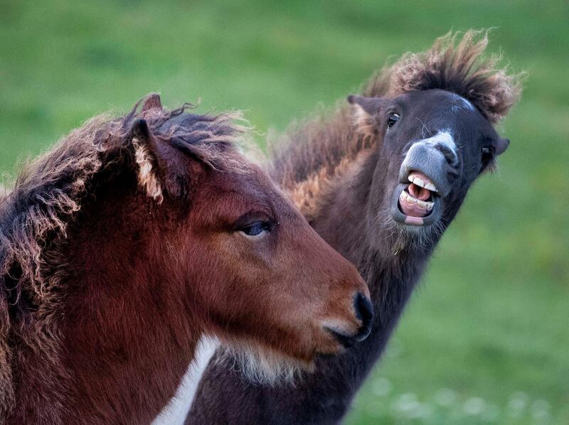 Two Iceland foals play in a stud in Wehrheim, Germany. AP Photo
