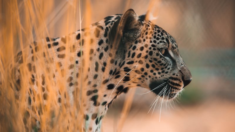 A programme aims to introduce more of the endangered species into the north-west of the kingdom. Photo: Aline Coquelle