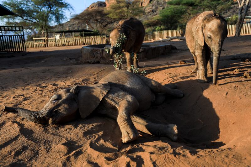 Rescued elephant calves play in the sand at the sanctuary. EPA