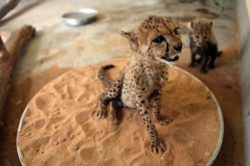 Al Ain Zoo became the new home to cheetah cubs that had been smuggled into Dubai in 2010. Ten of the 15 died.  Sammy Dallal / The National