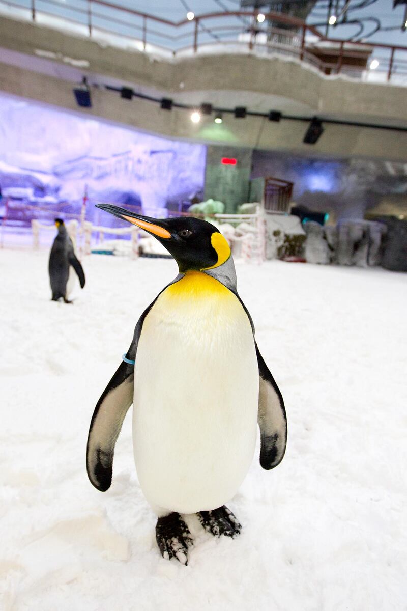 Dubai, Jan 30th, 2012 -- Mona Lisa the penguin. A colony of snow penguins  from Sea World in San Antonio will move into Ski Dubai in Mall of Emirates starting in February 2012. Visitors to ÔSnow Penguins at Ski DubaiÕ will get a chance to get up close and personal with the birds and learn about them. Photo by: Sarah Dea/ The National