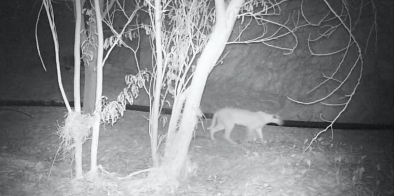Arabian Caracal (Caracal caracal) - IUCN status: least concern - thought to be extinct, the environment agency captured daytime and nighttime footage of the creature for the first time since 1984. Courtesy EAD