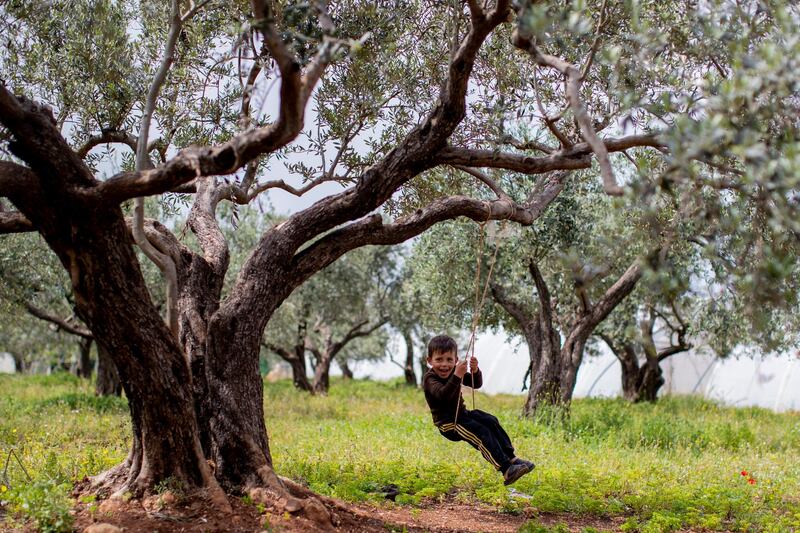 A child swings from an olive tree in the town of Rihaniyye in the northern city of Tripoli, Lebanon. AP Photo