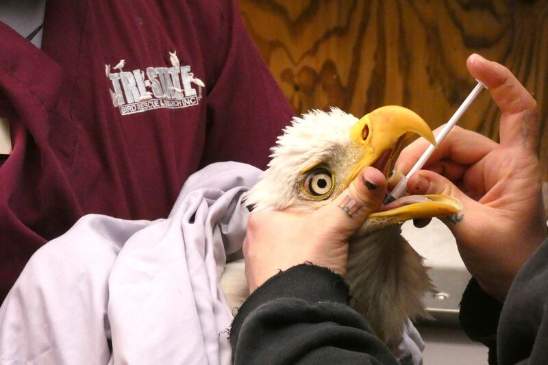 A bald eagle receives treatment at Tri-State Bird Rescue and Research in Newark, Delaware, in December 2021. Tri-State Bird Rescue and Research via AP