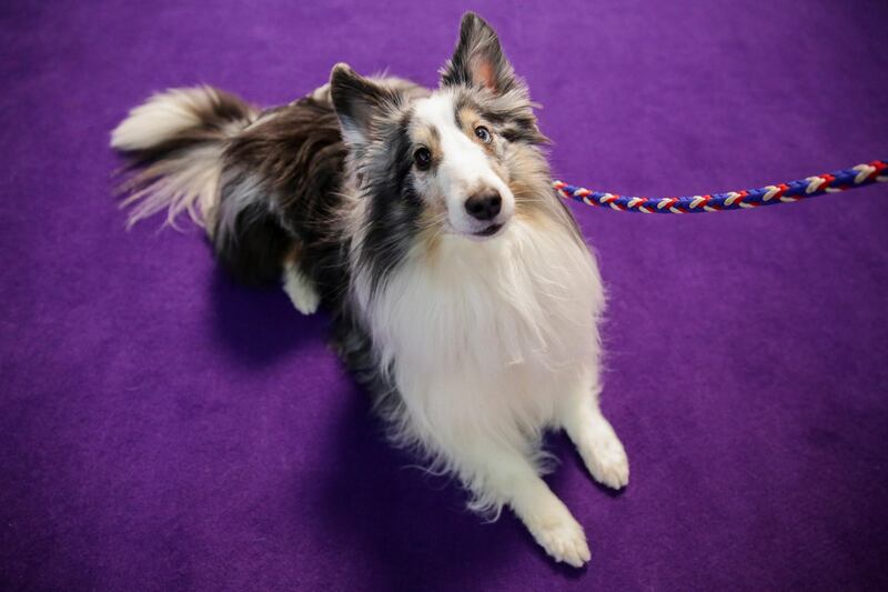 Anticipation: Callie Wolf, a collie dog, sits ahead of participating in the Masters Agility Championship. Reuters