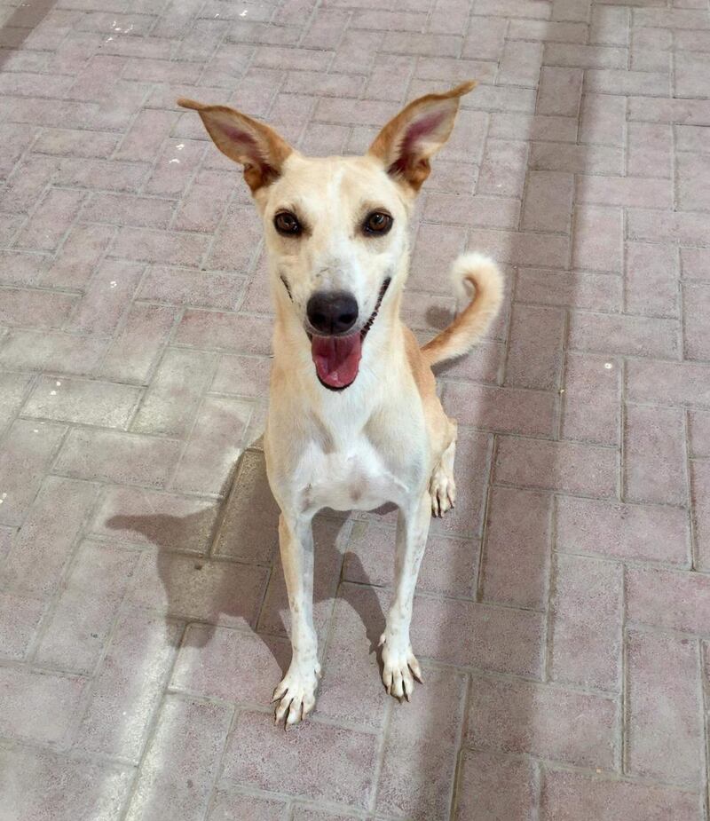 Good boy: Tetley has been waiting almost eight years for a forever home. Courtesy K9 Friends Dubai