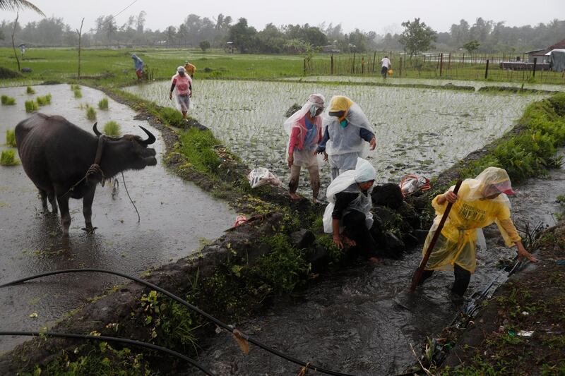 Filipino villagers are seen on a ricefield during a downpour at the slope of rumbling Mayon volcano in Legaspi city, Albay province, Philippines. Francis Malasig / EPA