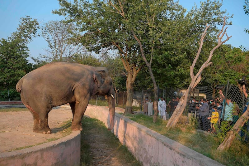 Media representatives take video and photographs of Elephant Kaavan as it stands behind a fence at the Marghazar Zoo in Islamabad on July 18, 2020.  A Pakistani court approved the relocation of a lonely and mistreated elephant to Cambodia on July 18 after the pachyderm became the subject of a high-profile rights campaign backed by music star Cher. / AFP / Farooq NAEEM
