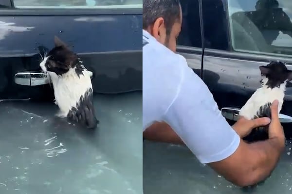 Composite of Dubai Police footage showing an officer rescuing a cat that was clinging to a door handle of a car submerged in floodwater