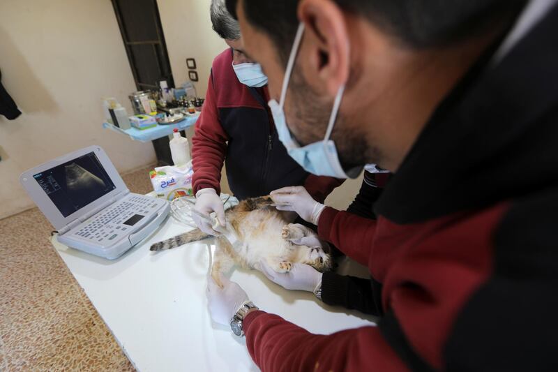 Medical workers examine a cat at a veterinary clinic in Ernesto's Sanctuary Syria. Reuters