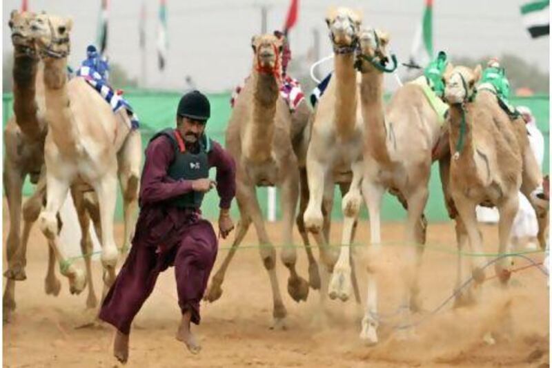 A camel wrangler helps get a race started in Ras Al Khaimah in February.