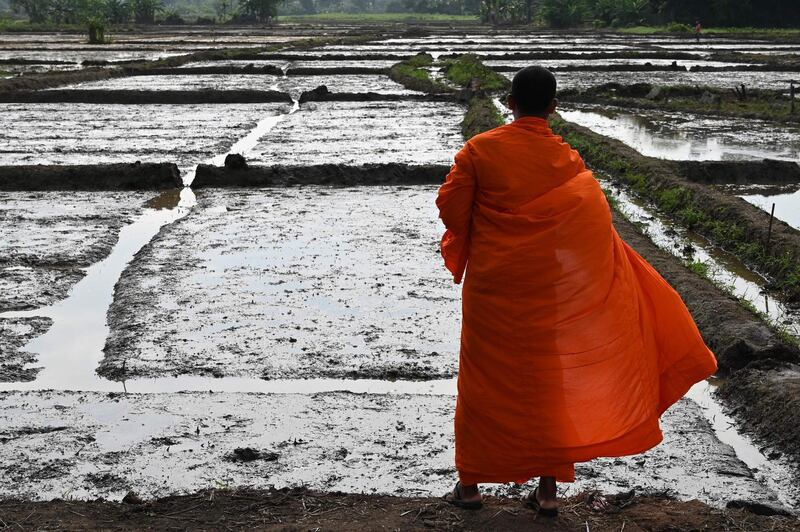 A Buddhist monk scatters seeds on a rice paddy to mark the start of the cultivating season in Piliyandala a suburb of the Sri Lanka's capital Colombo.  The usually grand ceremonies were scaled down as the country remained under a curfew to prevent the spread of the novel coronavirus which has infected 650 people and claimed seven lives.  AFP