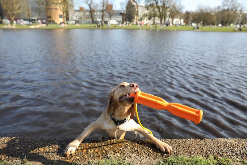 A dog cools off in the water at Clapham Common, London. Weather forecasters say Wednesday could be close to the highest recorded March temperature.