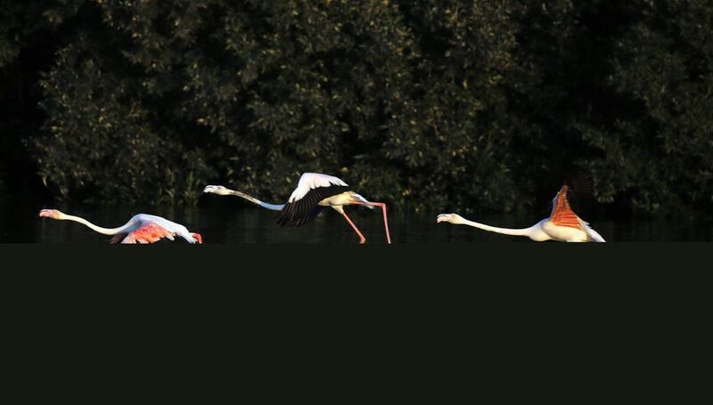 Pink flamingos pictured catching flight at the sanctuary.