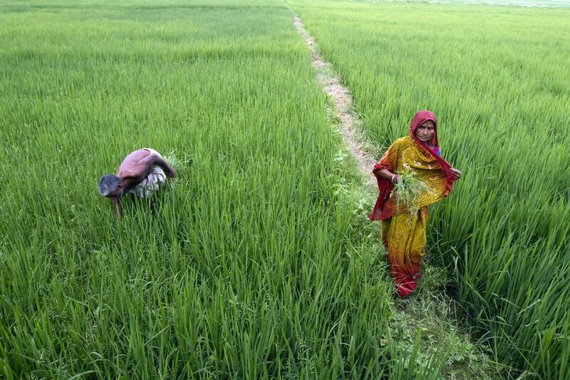 Farmers work in a paddy field near Allahabad, India. One of the bright spots for India, highlighted in a report, is agriculture. Rajesh Kumar Singh / AP Photo