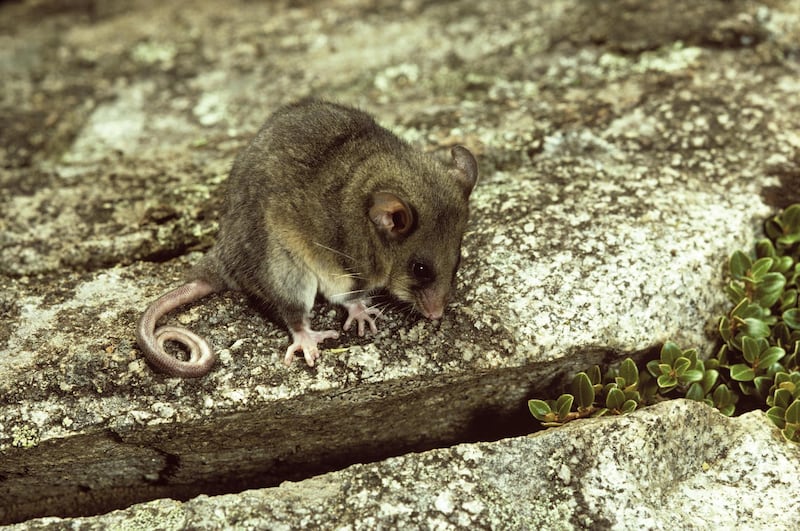 Mountain pygmy-possum (Burramys parvus), near a rock crevice. Kosciuszko National Park, New South Wales, Australia. Getty Images