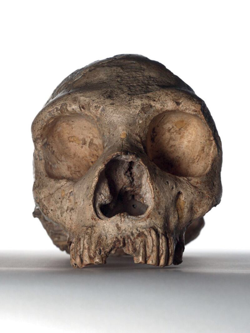 Neanderthal skull, Homo neanderthalensis. The seven-million-year story of human evolution unfolds at the Natural History Museum in London. NHM, London