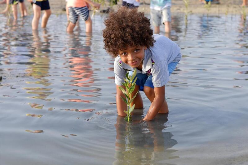 A young boy plants a mangrove tree at Jebel Ali Marine Sanctuary. Much has been done over the years to reinvigorate the site. Courtesy Dubai Municipality