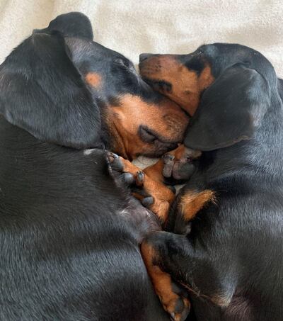 Sarah Brooks has two rescue dachshunds named Melong and Minnie. 