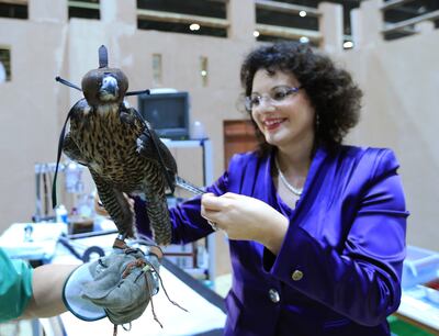 ABU DHABI - UNITED ARAB EMIRATES - 05SEPT2013 -  Dr. Margit Gabriele Muller of Falcon hospital treats a falcon on the second day of the Abu Dhabi International Hunting and Equestrain Exhibition 2013 yesterday at Abu Dhabi National Exhibition Centre. Ravindranath K / The National (to go with Hareth article) August 16, 2014-  Khawla bint Al Azwar Military School confirms its readiness to receive and train Emirati girls seeking to perform national service. WAM *** Local Caption ***  RK0509-ADIHEXDAY19.jpg