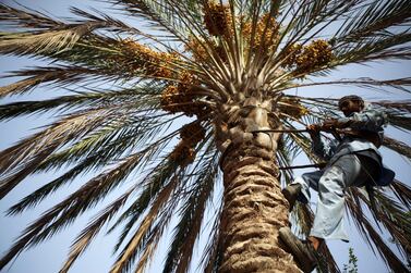 Palm tree caretakers take advantage of the early morning's cool temperatures to trim back branches. Galen Clarke / The National